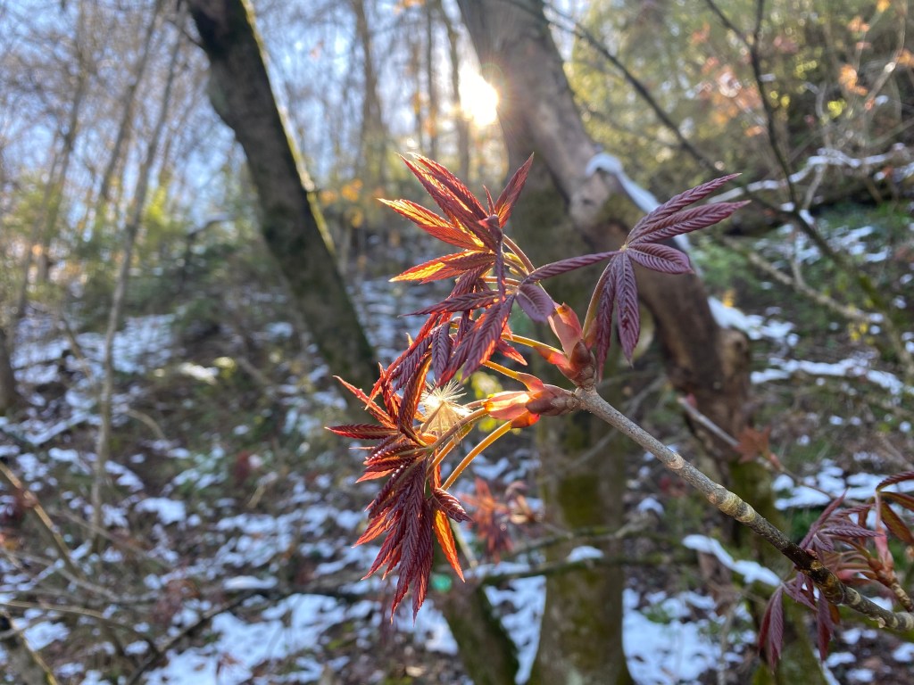 New Life. Cell phone photo by Jeff Fyke